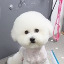 더펫애견샵 네이버블로그