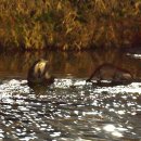 하천(대전천2) 이미지