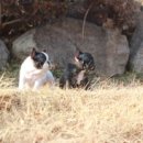 넥서스켄넬 이미지