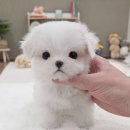모****** 네이버블로그