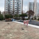 궁거랑능이백숙 이미지