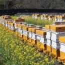 경남양봉산업 이미지