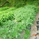 전원카페 이미지