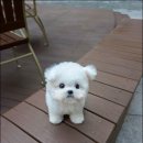 유앤미펫 강아지분양 고양이분양 위례점 이미지