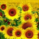 팔거천서로 이미지