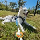 마리 앤 라일라 1대1 애견호텔 애견데이케어 이미지