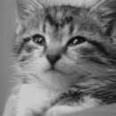 고양이눈 이미지