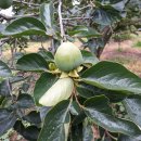 신농농장 이미지