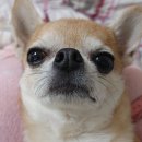 강동24시SKY 동물병원 | 24시 더파크 동물의료센터(강동구 24시 동물병원 내돈내간)