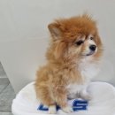 펫밀리샵 이미지