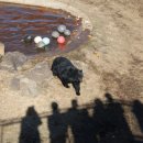 제주달곰 이미지