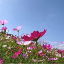 코스모스 이미지