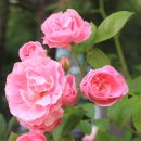 우장산동 이미지