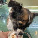 멍푸치노 이미지