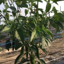 늘해랑농장 이미지