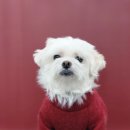 토비네 살롱 이미지