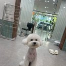 무거동 봄이네 이미지