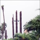 태풍에 37년된 제주 관광단지 야자수 50그루 꺾여 이미지