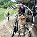 제주소요 | 제주 낙타트래킹 제주패스 이용후기 (가격, 소요시간)