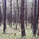 숲속 당구 이미지