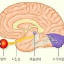 간이식 심장이식은 있지만 눈이식은 없는 이유 이미지