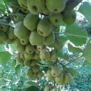 서포농장 이미지