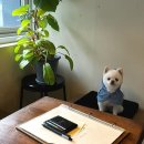 510커피 | 부산 광안리 커피맛집 히떼로스터리 카페 애견동반후기