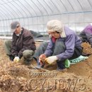 고소득 작목으로 산나물 ‘눈개승마’ 주목 이미지