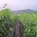 신비너스 | [귀농일기]고추다수확 재배방법,하우스고추 재배법,햇고추,고추숙성하기