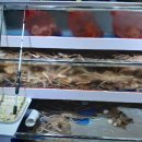 방가대게 이미지