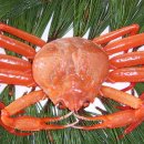 영덕대게 이미지