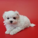 응답하라 몽몽이 이미지