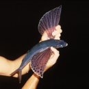 Large flyingfish 날치(Exocoetidae 날치科) 이미지