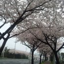 벚꽃길민박