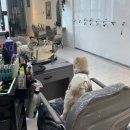 한결강아지미용실 | 대전미용실 추천 선화동미용실 살롱드프로 두피케어 받고 온 후기