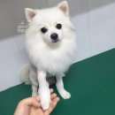 강아지 이발관 이미지