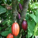 초콜렛PC 이미지