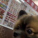 세온그루밍 이미지