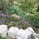 정원야생화 이미지