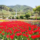 튤립 이미지
