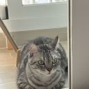 (주)피플펫 | 고양이 혼자 두고 갈 때 외로움 해결 위한 펫시터 어플 비용 가격