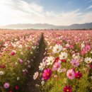 오만가지 이미지