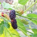 황토현농장 이미지