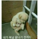 멍멍멍 이미지