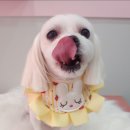 펫살롱 꽃단장 이미지