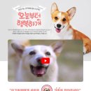 행복하개 반려동물 센터 쿠키뉴스