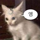 [핸로그] 셀프 조화 부케 만들기 | 고속터미널 (예림조화 후기, 신세계 플라워2)