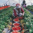 금마영농조합법인 이미지