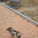 이룸동물병원 | 강아지 절뚝거림 병원방문후기 이룸동물병원