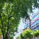 서현역.서현고가차도 이미지